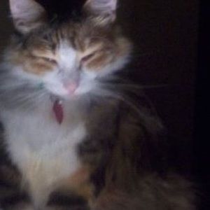 Meet your Posher, Cynthia